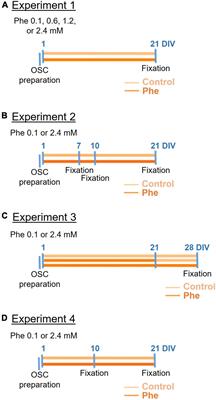 High phenylalanine concentrations induce demyelination and microglial activation in mouse cerebellar organotypic slices